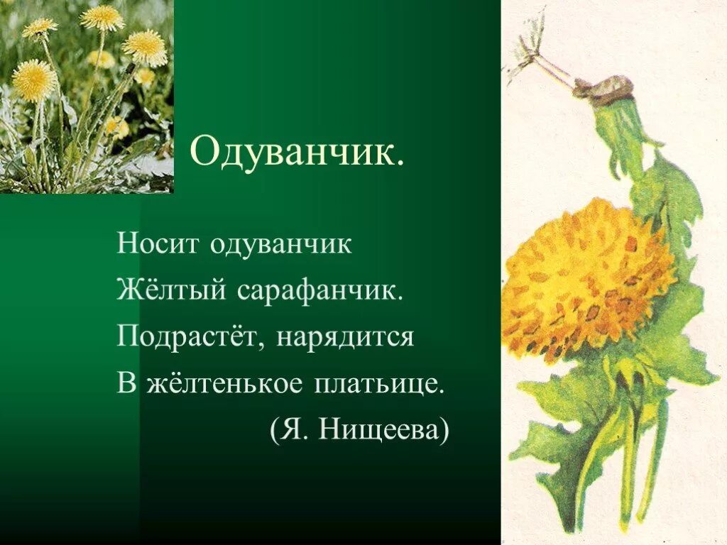 Одуванчик высотская 2 класс. Е Серова одуванчик. Одуванчик желтый сарафанчик. Одуванчик желтый сарафанчик стишок. Носит одуванчик желтый сарафанчик подрастет нарядится.