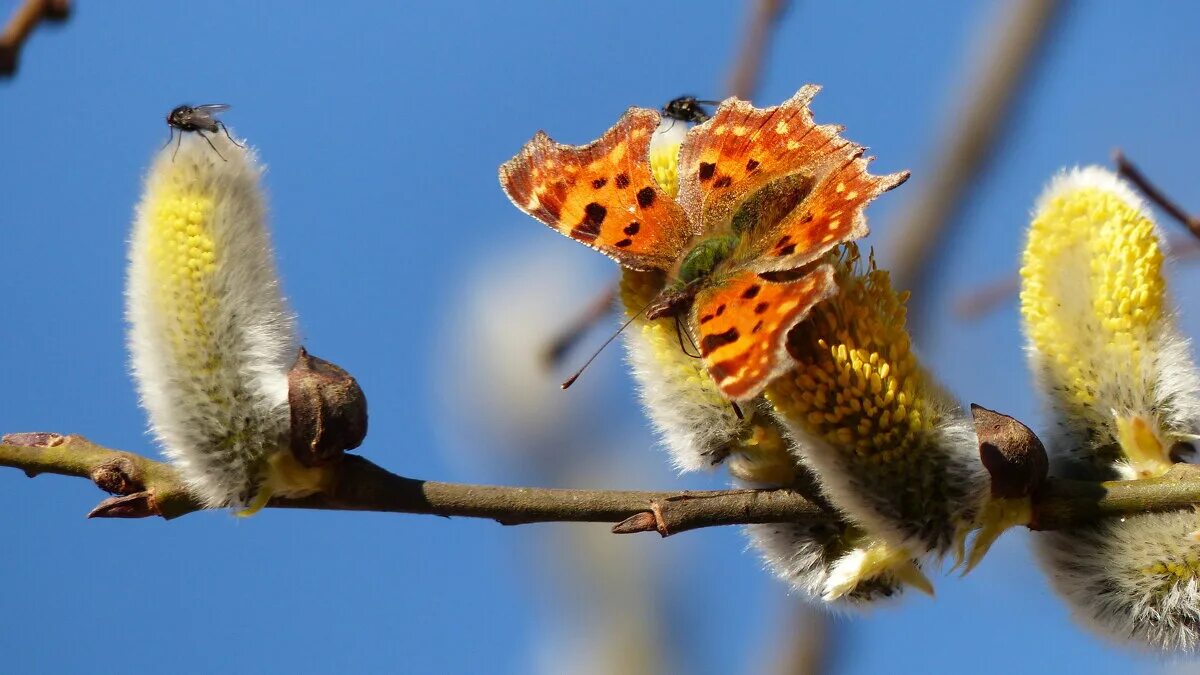 бабочка butterfly. бабочка 2022. бабочка 2022. набор бусинок. бабочка 2022.