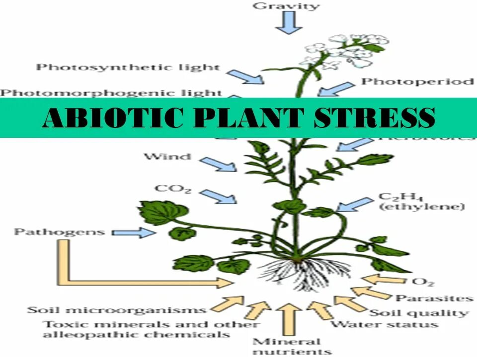 Plant physiology. Стресс растений. Физиология растений. Физиология растений картинки. Стресс у растений картинки.