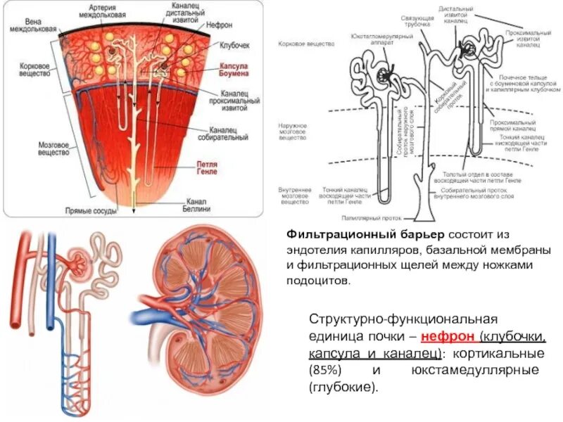Капсулы нефронов находятся в мозговом. Строение нефрона почечный каналец. Схема строения нефрона почки. Нефрон структурно-функциональная единица почки. Строение почки каналец нефрона.