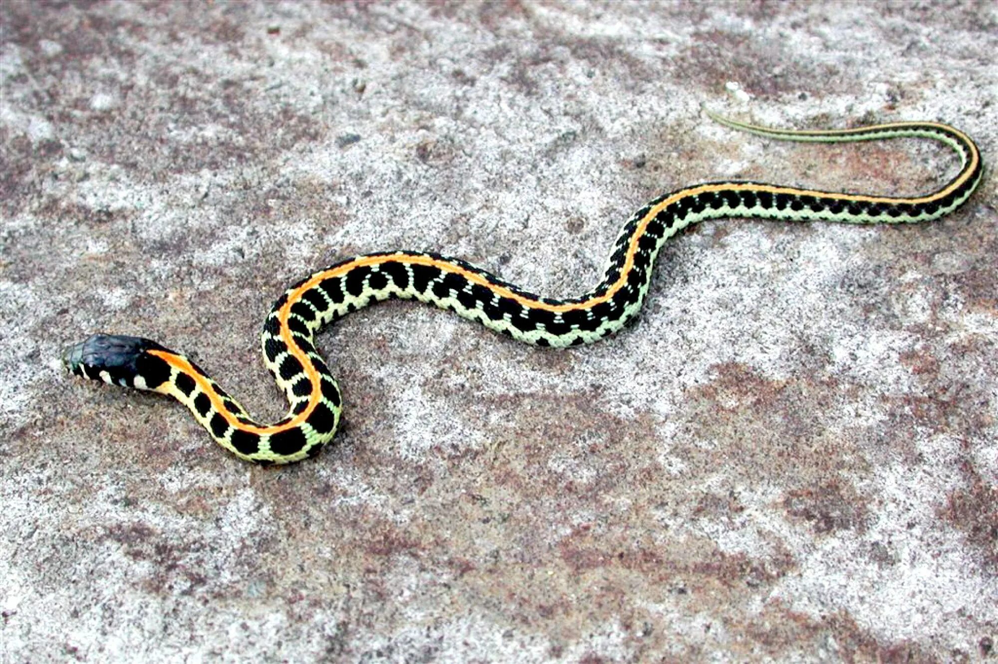 Подвязочная змея (Thamnophis sirtalis). Малайский Крайт змея. Thamnophis elegans. Thamnophis cyrtopsis.