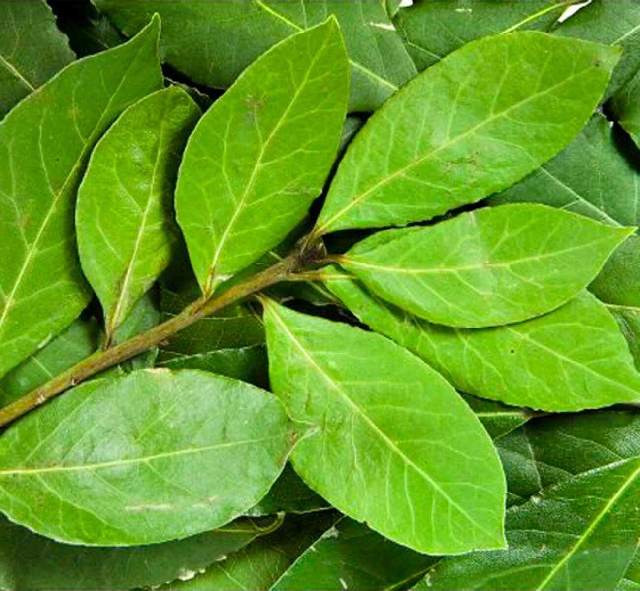 Листья лавра. Лавровый лист 10гр aleco. Листьев лавра. Листьев лавра. Листьев лавра.