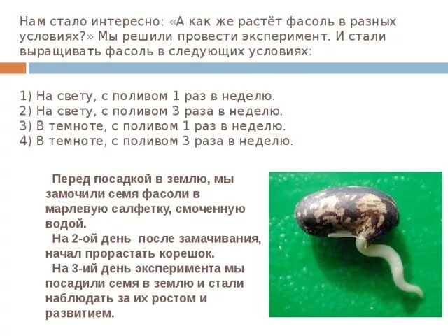 Наблюдение за ростом и развитием фасоли. Дневник прорастания фасоли. Наблюдение за ростом фасоли таблица. Наблюдение за ростом фасоли. Наблюдение за ростом фасоли по дням.