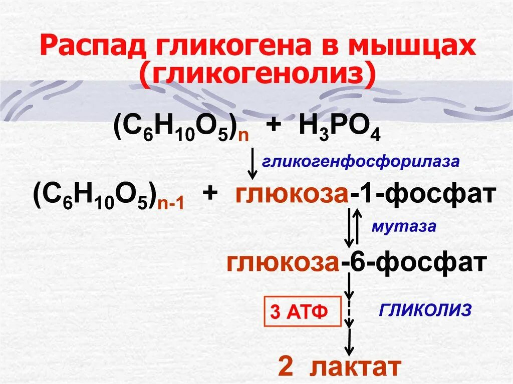Распад гликогена в печени и мышцах. Распад гликогена (гликогенолиз). распад гликогена в мышцах.