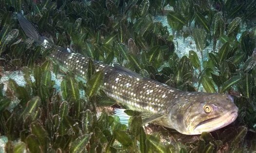 Brushtooth lizardfish (Saurida undosquamis) adriaticnature