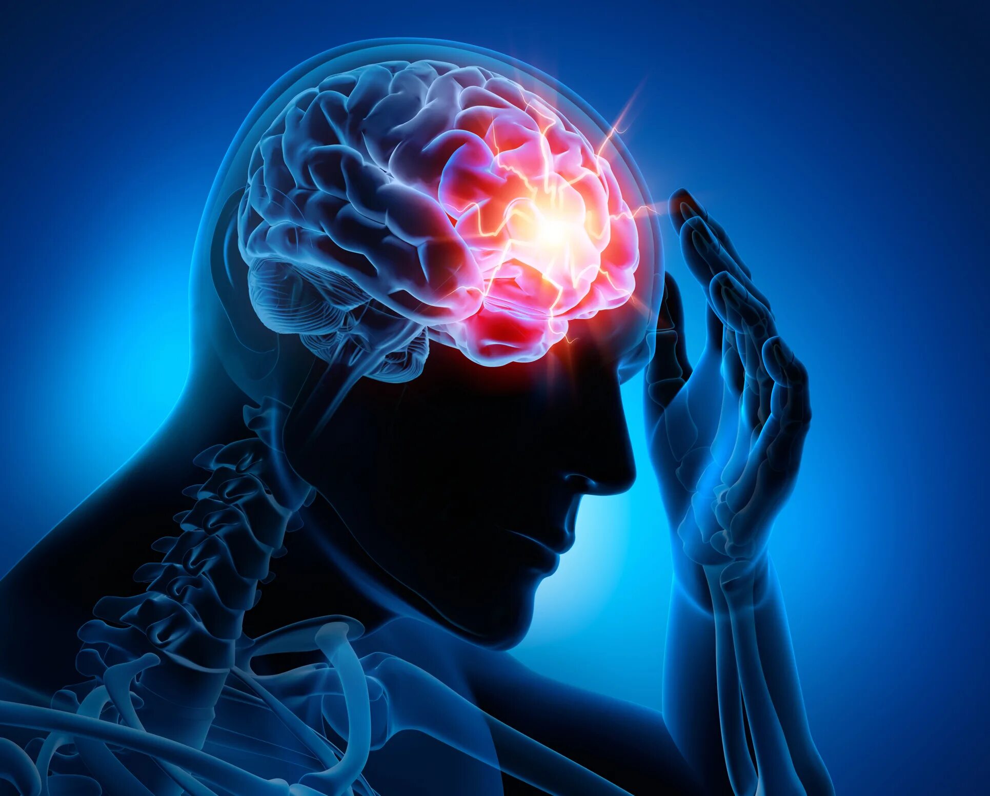 Nervous system brain