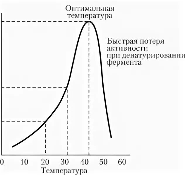 Зависимость ферментов от температуры. Зависимость активности фермента от времени инкубации. Как зависит активность животных от температуры?. При какой температуре ферменты проявляют наибольшую активность 26 36 56.