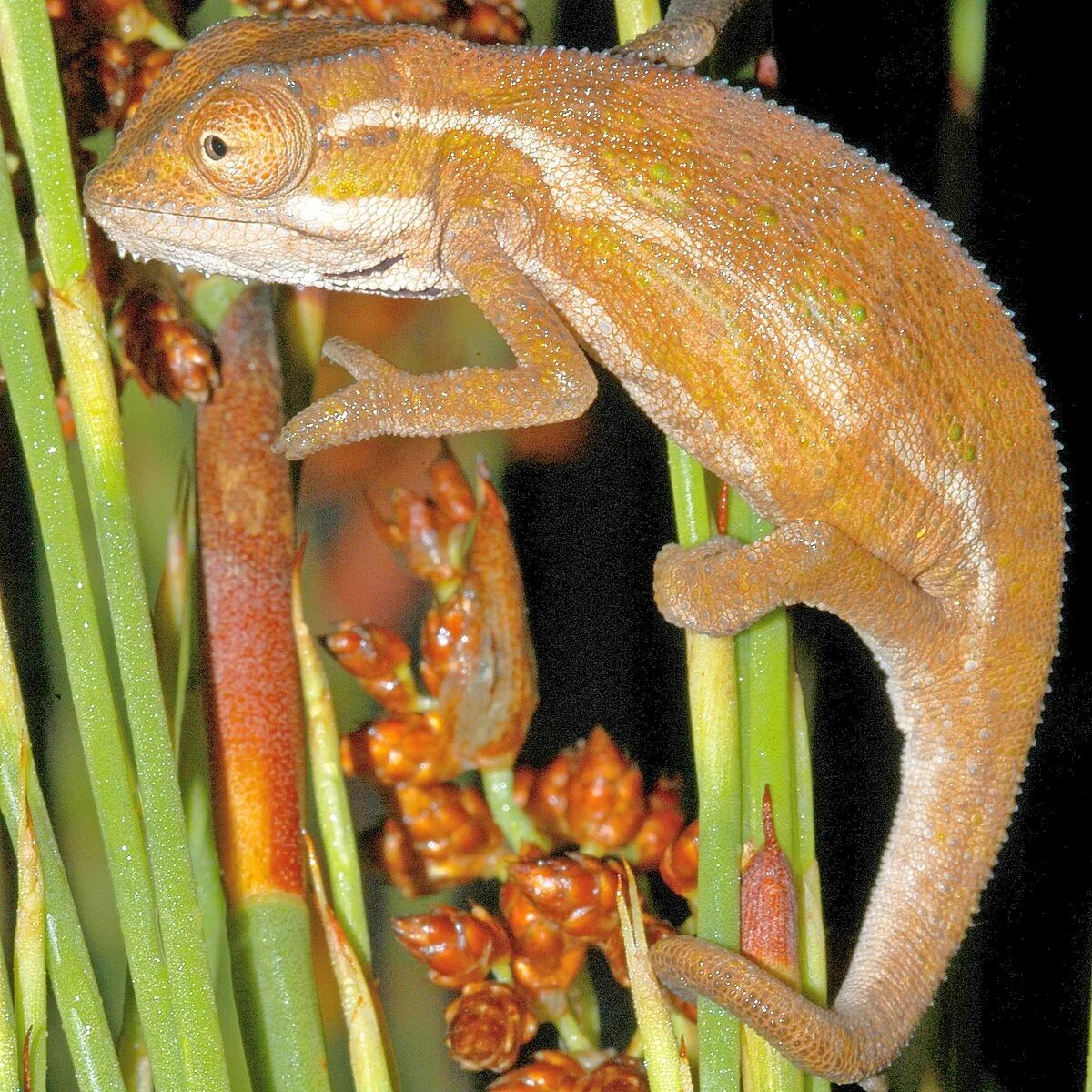 Bradypodion taeniabronchum. Bradypodion pumilum. Bradypodion thamnobates. Bradypodion setaroi.