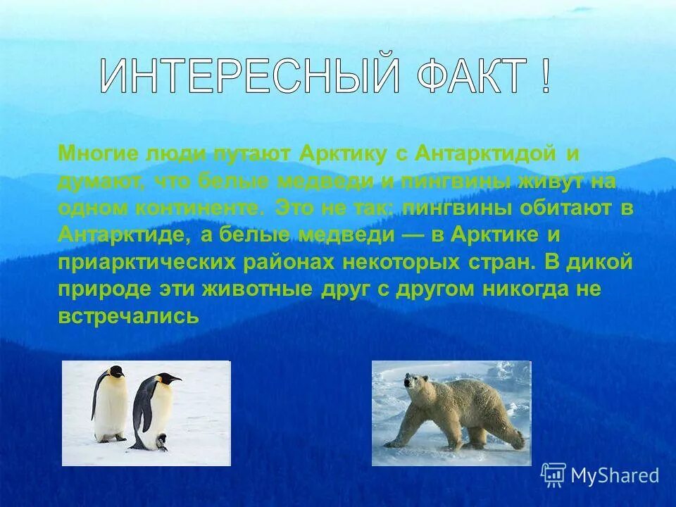 Где живут белые медведи на каком. Белые медведи и пингвины живут. Где живут пингвины и белые медведи. Антарктида белые медведи и пингвины. Белые медведи в Антарктиде обитают.