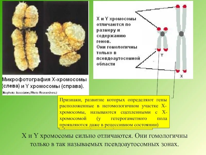 Гены y хромосомы. Признаки y хромосомы. X И Y хромосомы. Гены х хромосомы.