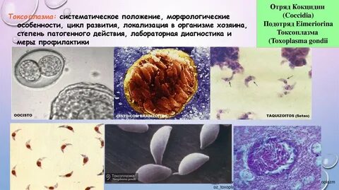 К споровикам относятся