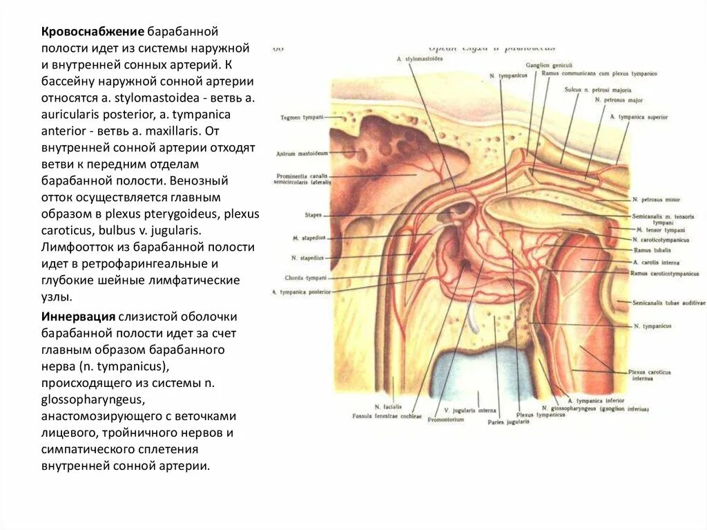 Кровоснабжение и иннервация слуховой трубы. Кровоснабжение и иннервация среднего уха. Среднее ухо кровоснабжение и иннервация. Строение барабанной перепонки, кровоснабжение иннервация. Слизистая оболочка уха