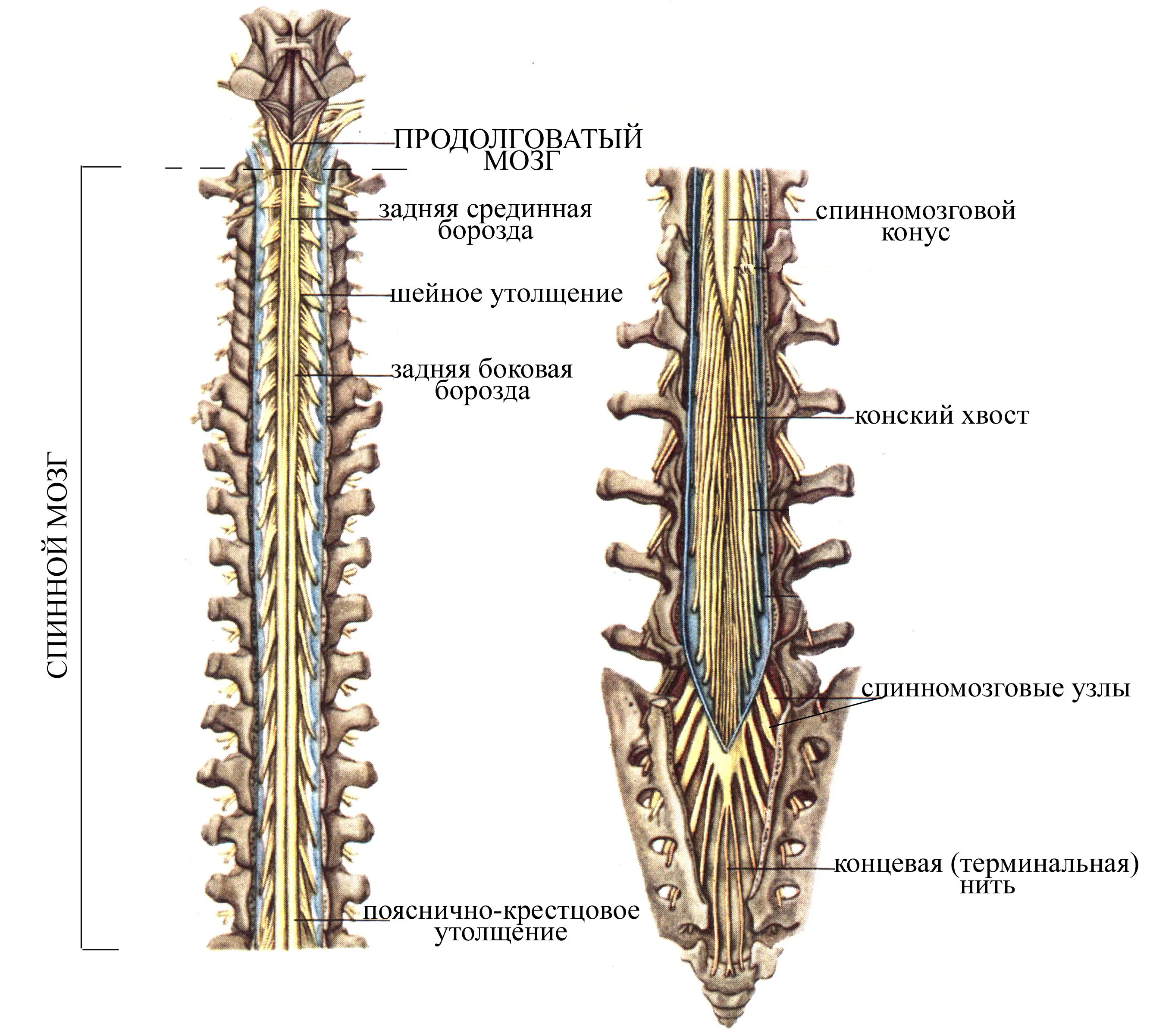 Спинной мозг вид сбоку. Конский хвост спинного мозга. Спинной мозг строение конский хвост.