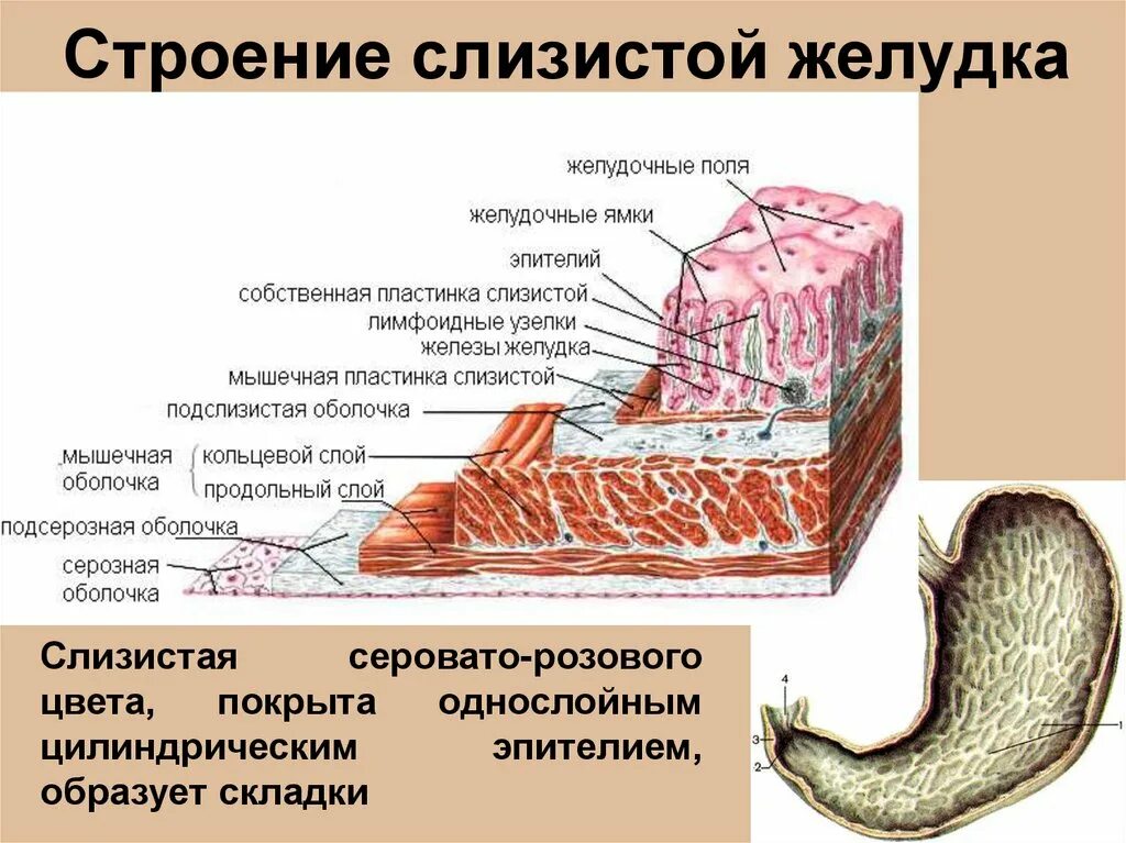 Строение внутреннего слоя желудка. Строение слизистой оболочки желудка. Слои стенки желудка анатомия. Слизистая оболочка желудка строение. Для слизистой оболочки желудка характерно наличие