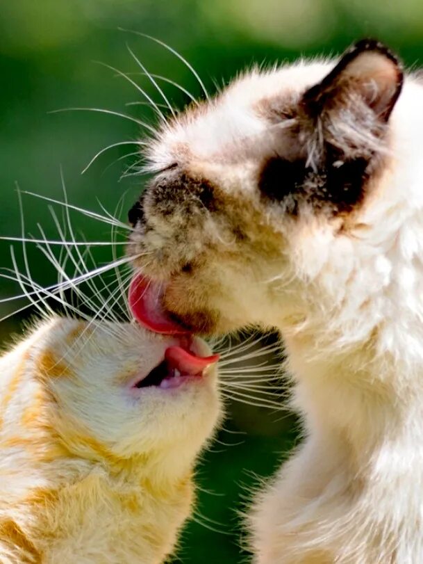 Кошки любовь. Котик целует. Котята целуются. Поцелуй котов.