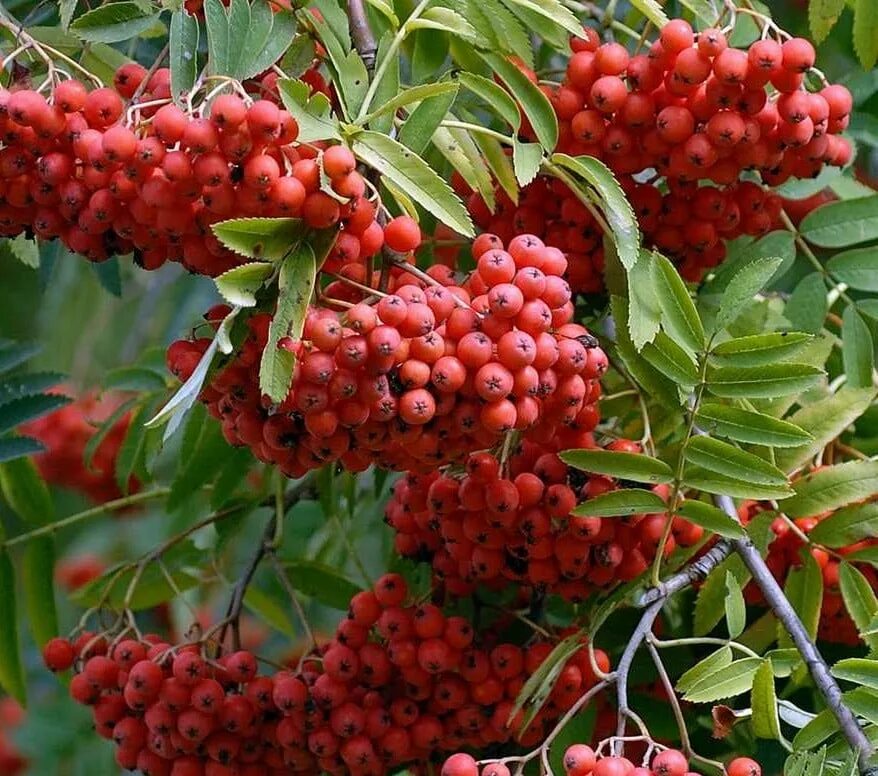 Рябина алая крупная. Рябина обыкновенная Sorbus aucuparia. Рябина плодовая алая крупная. Рябина обыкновенная алая.