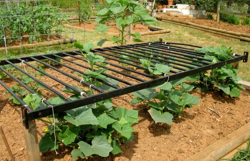 грядки для огурцов в открытом. грядка для огурцов. огуречник грядка. грядки для огурцов в открытом. сетка для подвязки огурцов.
