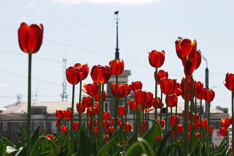 Тюльпаны на улице. Тюльпаны на клумбах города. Тюльпаны в городе.