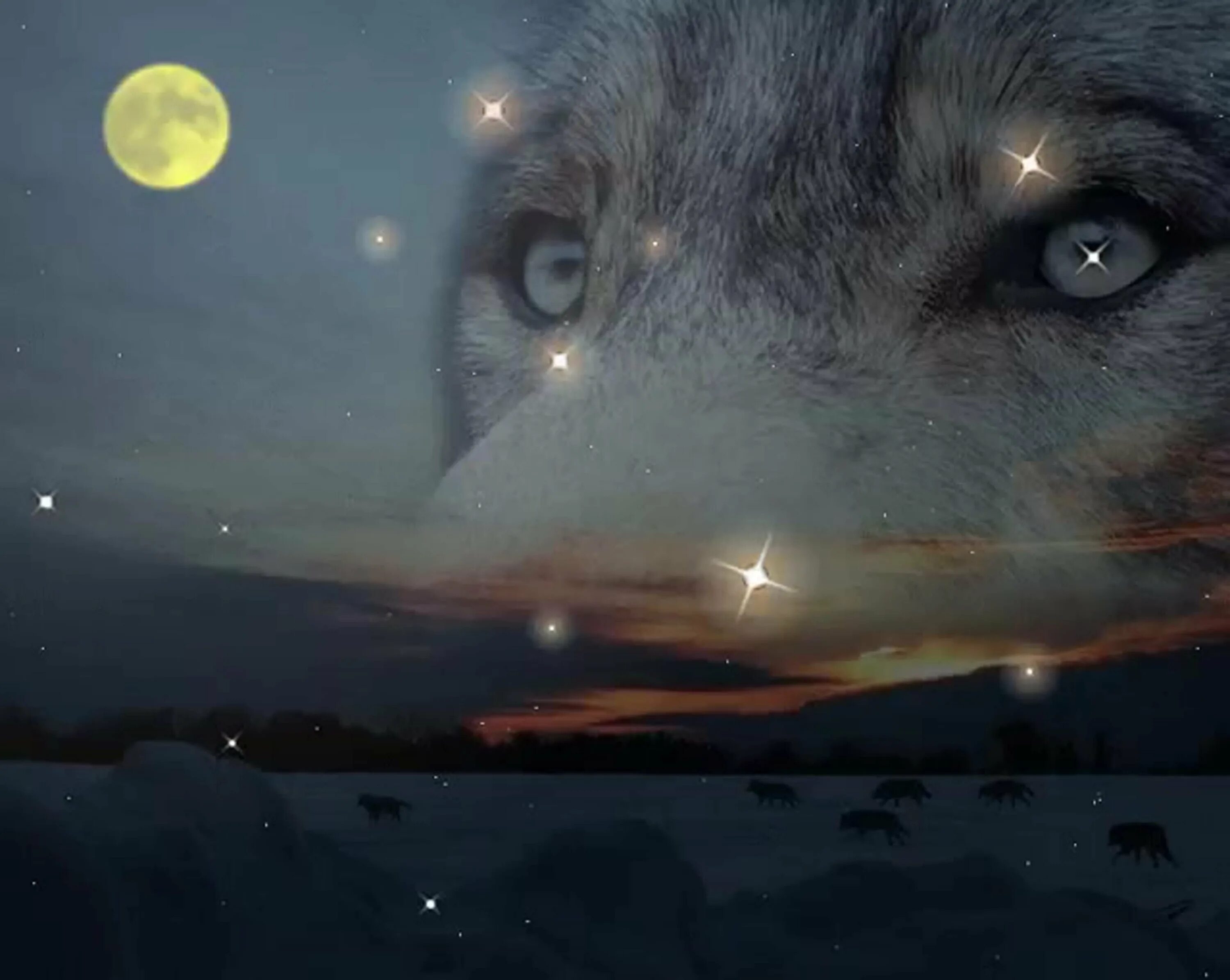 Одинокая волчица ночью. Волки. Волк в ночи. Спокойной ночи волк. Волк одиноки глаза.