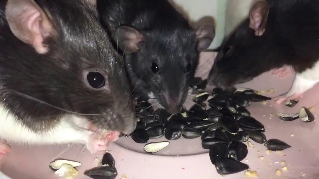 Семя мыши. Мышь с едой. Крыса с семечками.