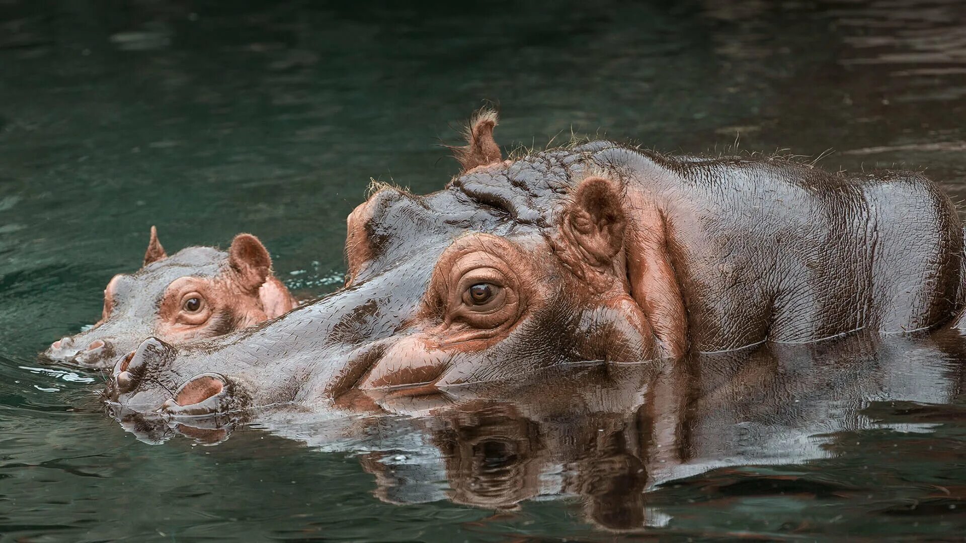 Бегемот в воде. Гиппопотамус амфибиус. гиппопотам в воде. бегемот фото.