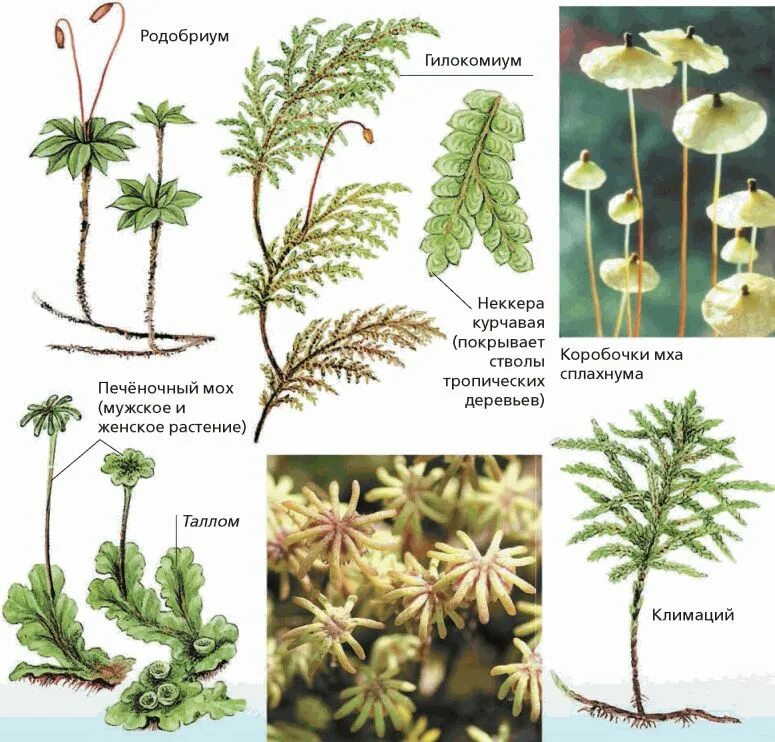 3 примера растений мхи. Виды мхов названия 3 класс. Атлас определитель мхи. Представители моховидных. Мхи названия растений.
