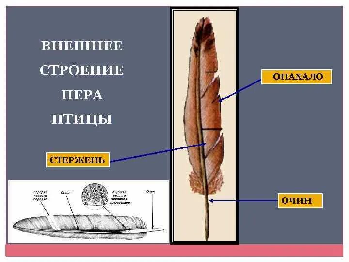 Строение пера. Перо строение. Строение пера птицы стержень. Строение контурного пера птицы. Стержень пера птицы