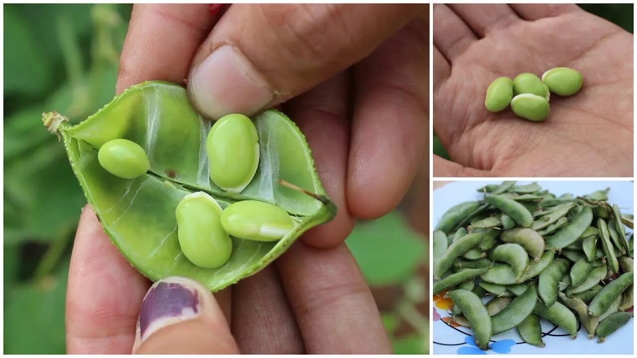 Spring get bean. Бобовый гиацинт. пион dou lv  green of beans  pea green зеленые бобы. гиацинтовые бобы рубиновая луна. lima beans microgreen?.