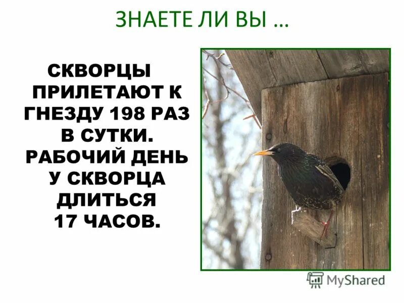 Загадка о скворце 2 класс. Скворцы. Интересное о скворцах. Скворец интересные факты для детей. Детям о скворце интересное.