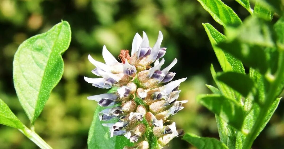 Как выглядит растение солодка. Солодка Уральская (Glycyrrhiza uralensis). Glycyrrhiza glabra. Glycyrrhiza glabra корень солодки. Корень солодки, Солодка Уральская, лакричник.