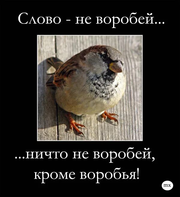 Слово не Воробей. Шутки про воробья. Воробей прикол. Ничто не Воробей кроме воробья