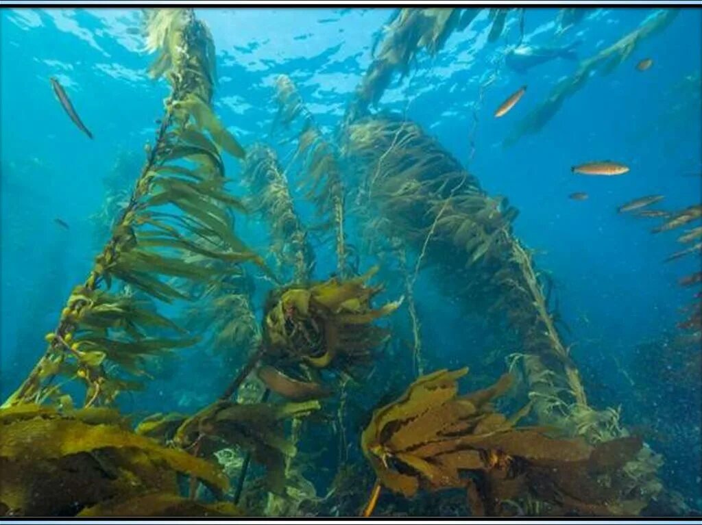 Бурые водоросли глубоководные. Kelp бурая водоросль. Бурая водоросль (Macrocystis pyrifera),. Макроцистис. Бурые водоросли фото.