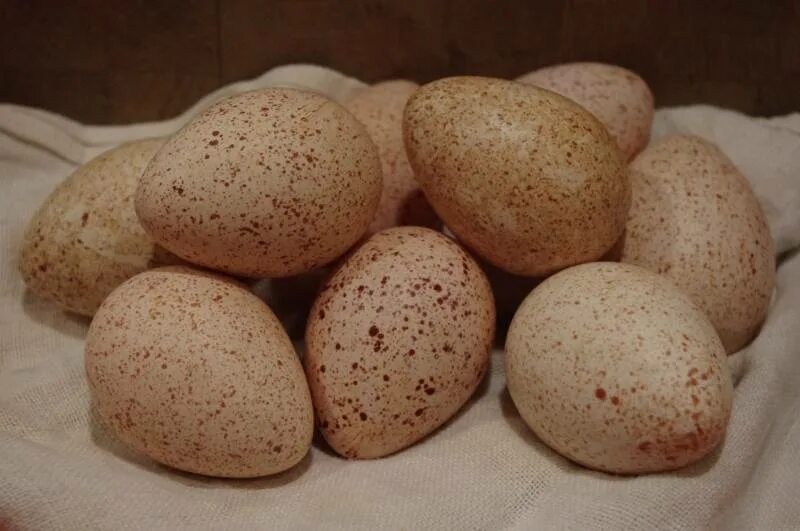 Сколько индюшка сидит на яйцах. Яйцо инкубационное индюшиное. Индюшиные яйца. Куриное и индюшиное яйцо. Яйца индюшатины.