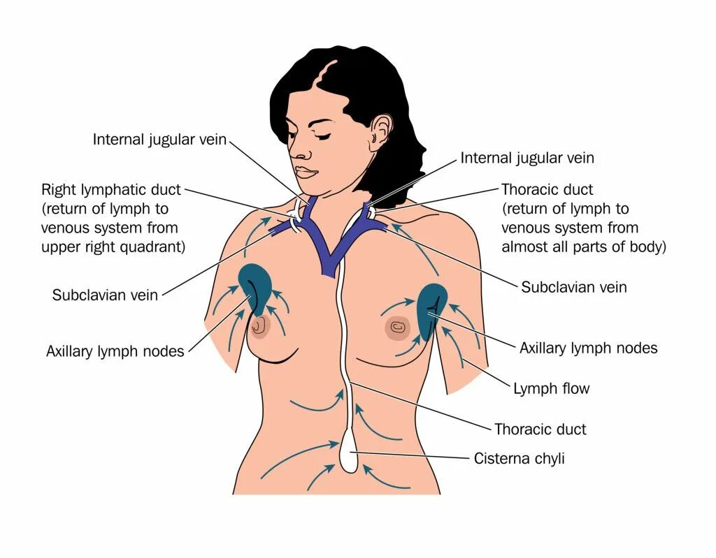 Лимфоузлы под мышками расположение у женщин. Подмышечные лимфоузлы схема расположение. Подмышечные лимфатические узлы расположение. Подмышечные лимфатические узлы расположение у женщин. Расположение лимфоузлов под мышкой схема.