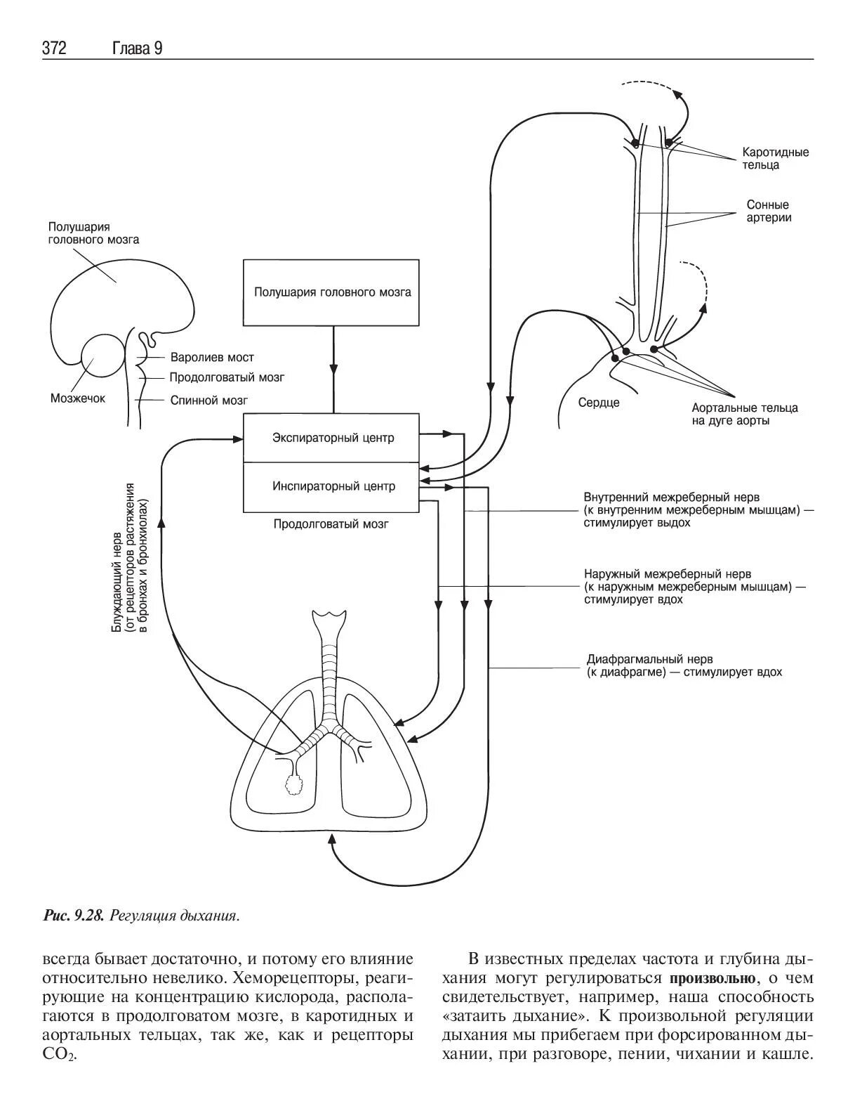 Механизм регуляции дыхания схема. Основные механизмы и принципы регуляции дыхания. Схема регуляции дыхания физиология. Схема механизма регуляции дыхания в норме.