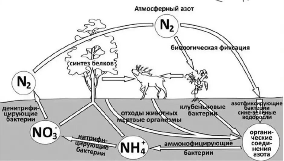 Установите последовательность круговорота азота в атмосфере. Круговорот азота в биосфере. Круговорот азота в природе с формулами. Круговорот азота ЕГЭ биология. Круговорот азота бактерии.