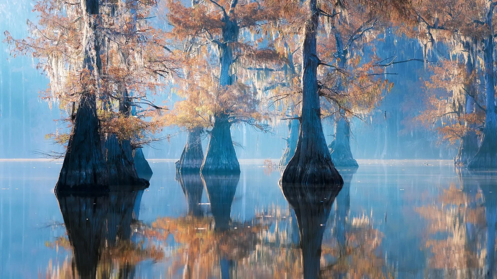 Дерево отражается в воде. Озеро Каддо. Озеро Каддо в Техасе. Каддо США. Кипарис Миссисипи.