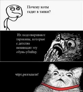 Мемы про коте