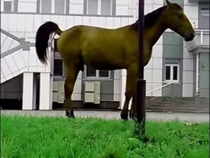 Лошадь какает