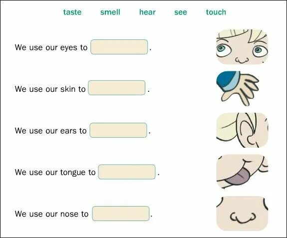See hear smell taste Touch. Упражнения по теме 5 senses 2 класс. 5 Senses for Kids. Tastes smells задания. See hear feel
