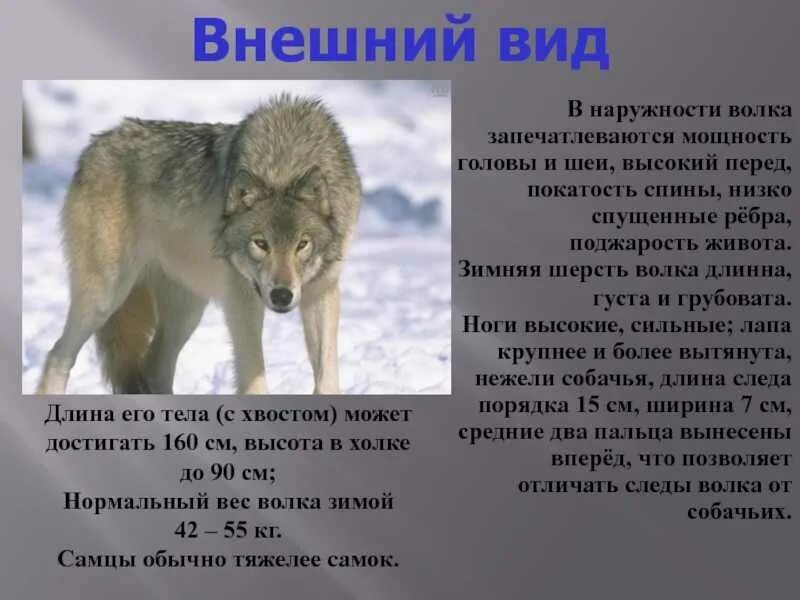Описать дикого животного. Описание волка. Рассказ о волке описание. Внешний вид волка описание. Доклад про волка.