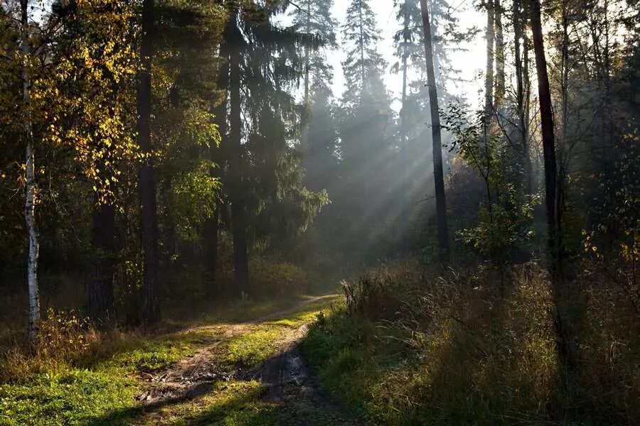 смотритель опушки. станционный смотритель фильм. раменское опушка леса. дубы в поле. белоруссия лес опушка.