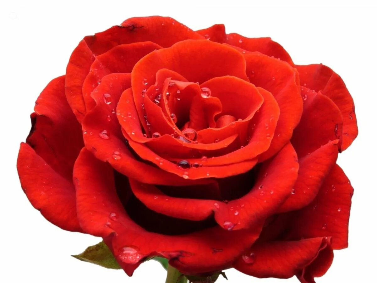 Картинки без фона. Роза Amarena. Роза ред колор. Красные розы. Цветы на белом фоне.
