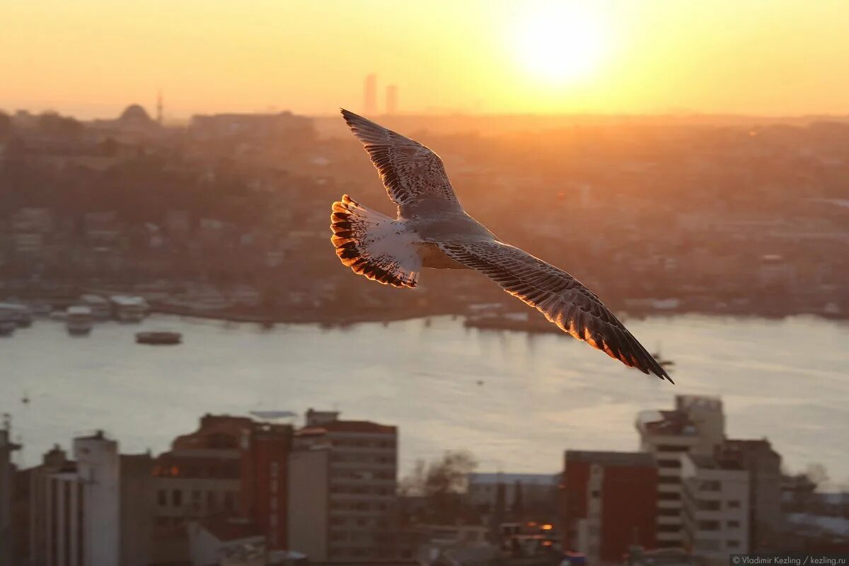 Сосна станкевича ай петри. Рассвет сокола. Армянский орёл птица. Рассвет сокола. Рассвет сокола.