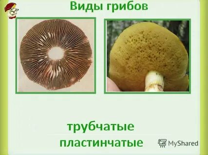 Трубчатые грибы примеры