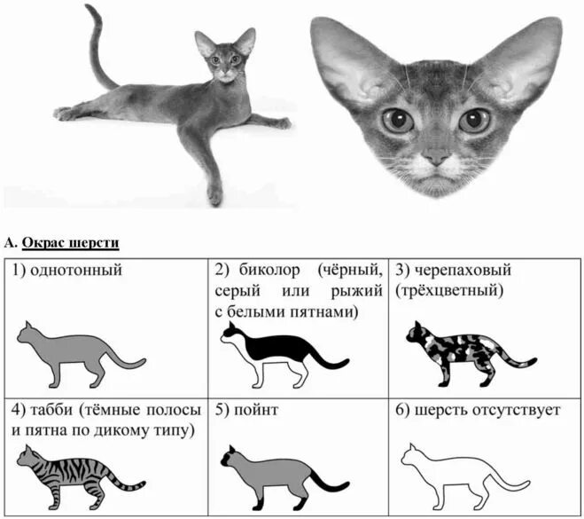 Кошки подобрать слово