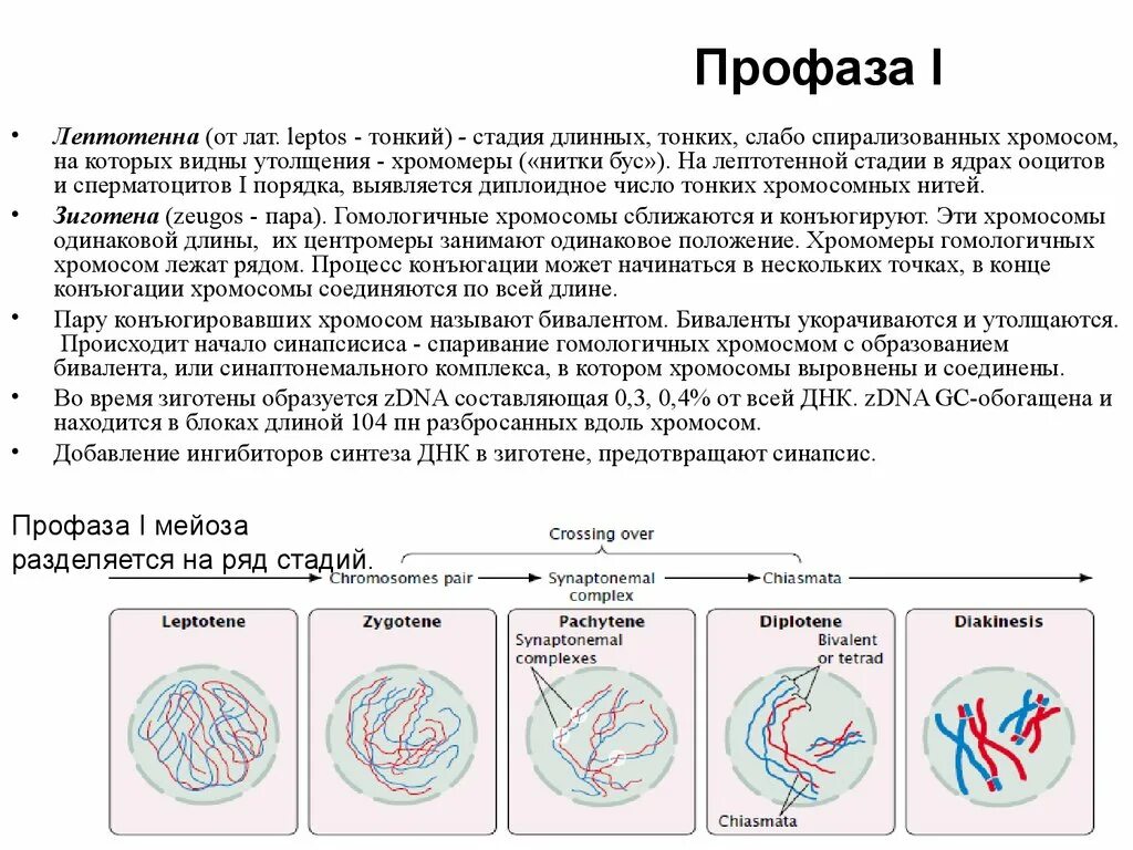 В профазе мейоза 1 происходят процессы. Профаза процессы. Профаза происходящие процессы. Профаза мейоза 1. Стадии профазы 1.