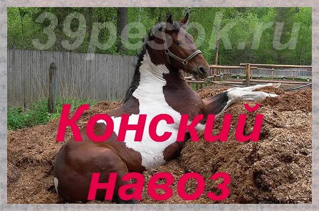 Курнул но вроде не навоз как называется. Конский навоз из конюшни. Конский навоз доставка. Восхитительный навоз. Номер навоза.