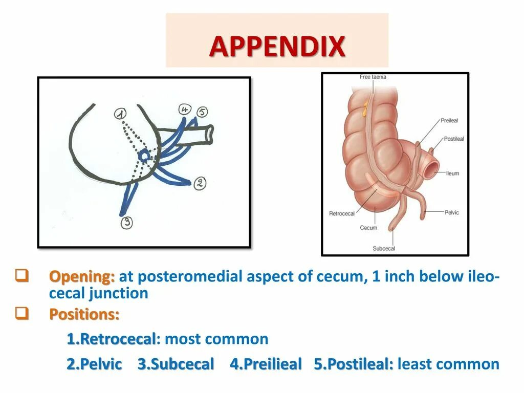 Use appendix 1. Appendix в английском.