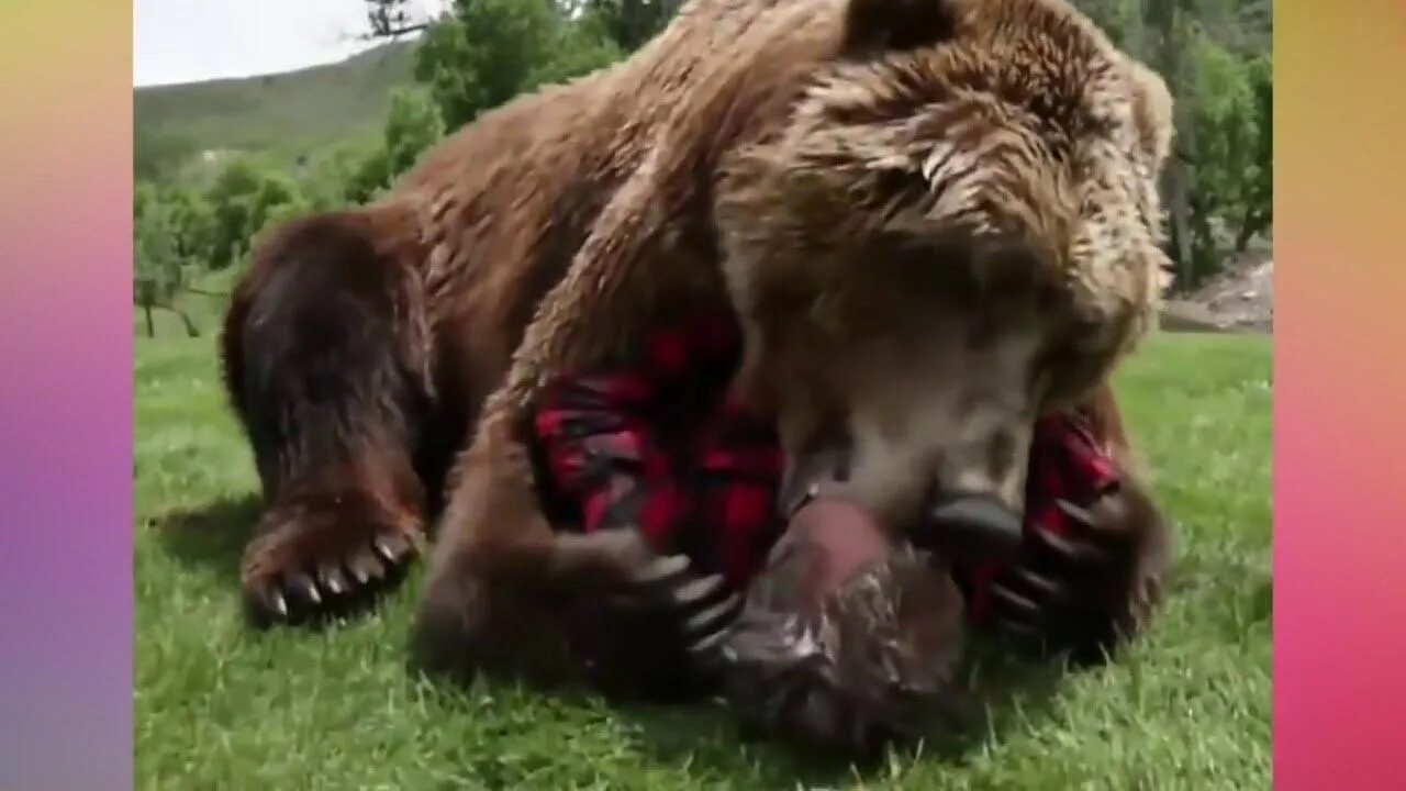 Медведь Гризли нападение. Медведь растерзал человека.